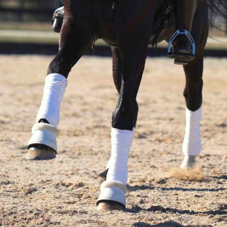 Dressage & Jumping with the Stars Overview - Louise Curran