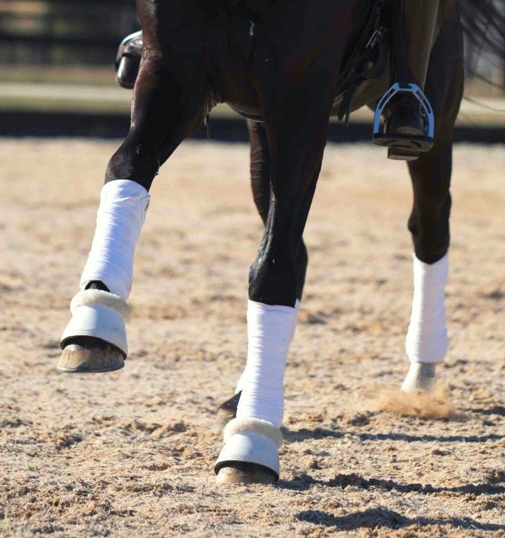 Dressage & Jumping with the Stars Overview - Louise Curran