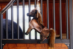 82155 Kentucky Relax Horse Toy