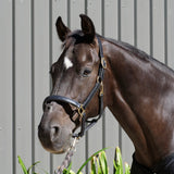 Windsor Leather Padded Halter
