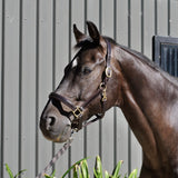 Windsor Leather Padded Halter