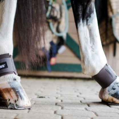 Pastern wraps for on sale horses